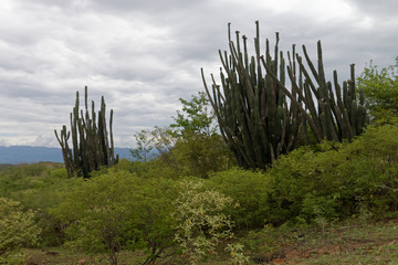 Kaktusy na pustyni Tatacoa w Kolumbii - obrazy, fototapety, plakaty
