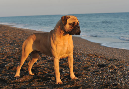 Male bullmastiff dog pure breed near to the sea