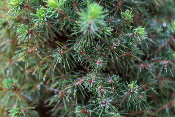 needles ate close-up. texture