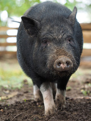 Pot-bellied pig. Portrait of a pig. The concept of breeding pigs, veterinary