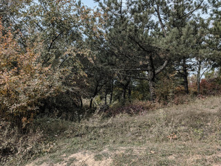 impenetrable thickets in a pine forest