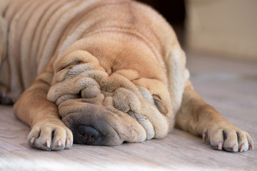 sharpei asleep. the folds on the face red