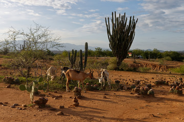 Kozy na pustyni Tatacoa w Kolumbii