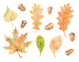 Watercolor set of autumn leaves and acorns. 