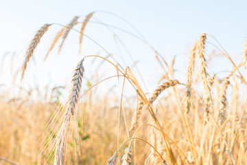 golden wheat in the field in the sun