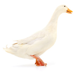 Duck on white.