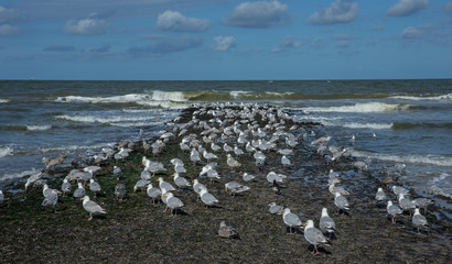 Callantsoog Netherlands Northsea coast. Beach seagull