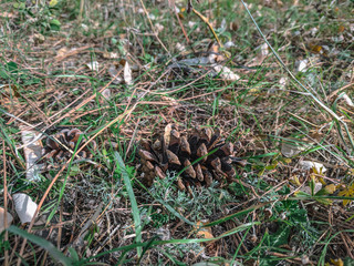 pine cones in a pine forest
