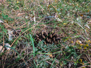 pine cones in a pine forest