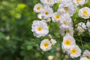 White rose flower in roses garden. Soft focus. Rosehip flower. Place for text