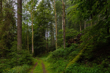 Thüringer Wald Vessertal Urwald Biosphärenreservat Suhl Vesser Bergbach