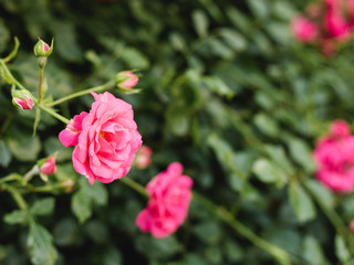 Pink rose flower in roses garden. Soft focus. Rosehip flower