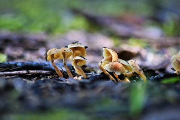 fungi