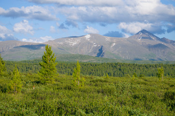 Fototapeta premium Landscape of taiga against the background of the high mountains of Altai in Russia