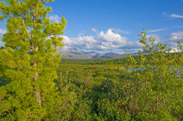 Landscape of taiga against the background of the high mountains of Altai in Russia