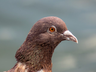 portret gołębia © Henryk Olszewski