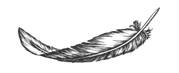 Lost Bird Outer Element Feather Hand Drawn Vector. Lying Fluffy Feather Considered Most Complex Integumentary Structures Found In Vertebrates. Monochrome Designed In Vintage Style Illustration © PikePicture