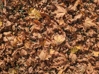  natural background of beautiful autumn leaves