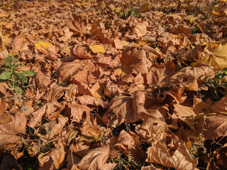  natural background of beautiful autumn leaves
