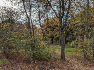impenetrable thickets in a pine forest
