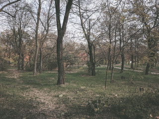 impenetrable thickets in a pine forest