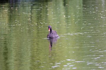 Black swan in water