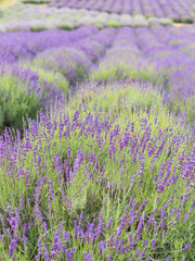 Naklejka premium Lavender bushes closeup, French lavender in the garden, soft light effect. Field flowers background.