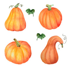 A set of watercolor pumpkin  hand drawn illustration, isolated object on the white background