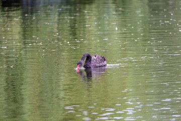 Black swan in water