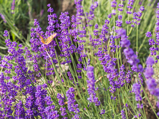 Naklejka premium Closeup violet lavender flowers with butterfly on field. French lavender in the garden
