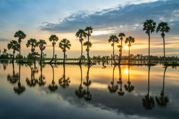 Fototapeta na wymiar Sunrise landscape in sugar palm tree field in Chau Doc, An Giang, Mekong delta, Vietnam