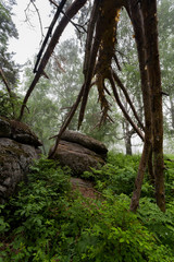 fog in the forest