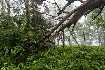 fog in the forest