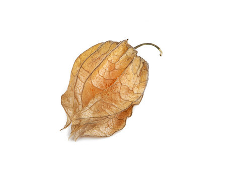 Uchuva, Ochuva on a white background (view from a different angle in the portfolio)