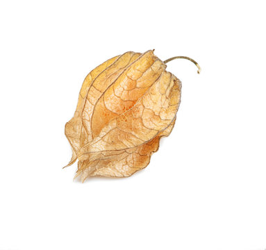 Uchuva, Ochuva on a white background (view from a different angle in the portfolio)