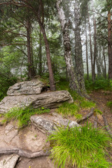 fog in the forest