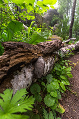 fallen tree in the forest