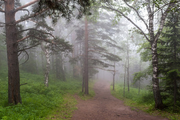 fog in the forest