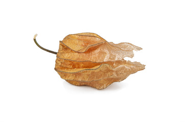 Uchuva, Ochuva on a white background (view from a different angle in the portfolio)