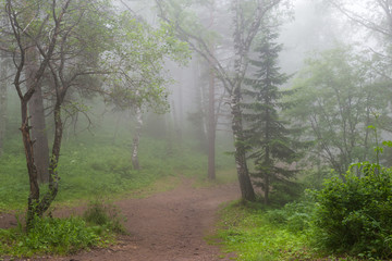 Obraz premium fog in the forest