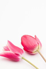 red pink tulips flower heads still life - floral theme backdrops