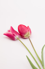 Fototapeta premium purple tulips hig angle view still life - floral theme backdrops