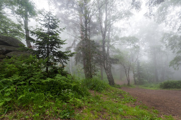Fototapeta premium fog in the forest