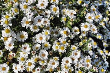 Chamomile flowers nature summer health garden camomile flora