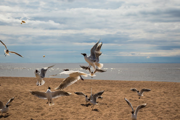 Seagulls are catching pieces of bread on the beach