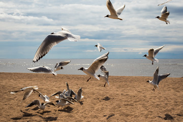 A flock of seagulls on the beach on a sunny day
