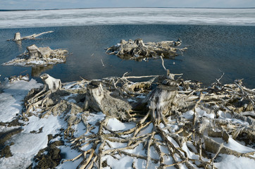 Withered roots and trees on the shore of a winter lake.