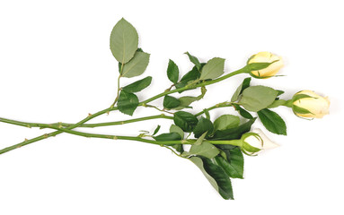 Roses and rose petals isolated on white background. photo design for beauty short and cosmetic mock up design element.