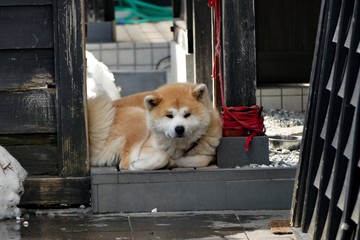 《武家丸（秋田犬）》秋田県仙北市