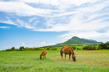 Fototapeta premium Koń na wyspie Ishigaki